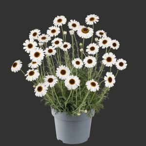 Marokkanische Gänseblümchen im Topf, weiße Blüten mit brauner Mitte. GROW by OBI Rhodanthemum hos.