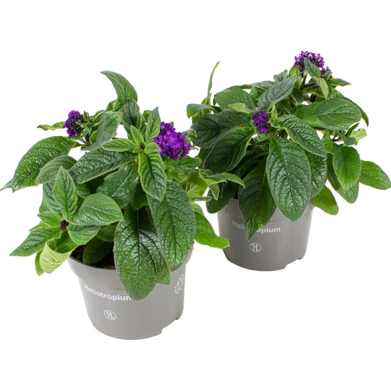 bananenpalme zimmerpflanze Bananenpflanze XL | 70 cm | Online kaufen main image 1