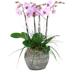 Schmetterlingsorchidee in Weiß oder Rosa im Topf aus Stein, ca. 30 cm Topf-Ø.