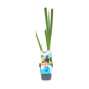 Schwertlilie Black Gamecock im Topf, dunkelviolette Blüte, geeignet für Teichbepflanzung.