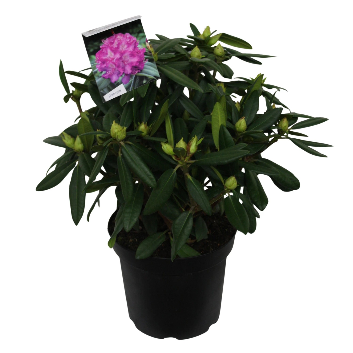rhododendron inkarho dufthecke rosa Jetzt Rhododendron INKARHO  Dufthecke wei online kaufen bei Bohlken  Pflanzenversand  Bohlken Pflanzenversand GbR
