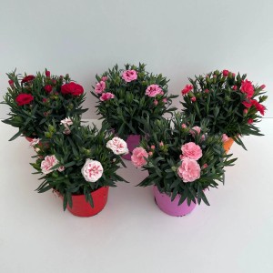 Verschiedenfarbige GROW by OBI Nelke-Oskar (Dianthus caryophyllus) im Topf, ca. 30 cm hoch.