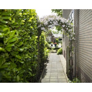 Schwarzer Metallrosenbogen, runde Form, bewachsen mit weißen Blüten, Gartendekoration.