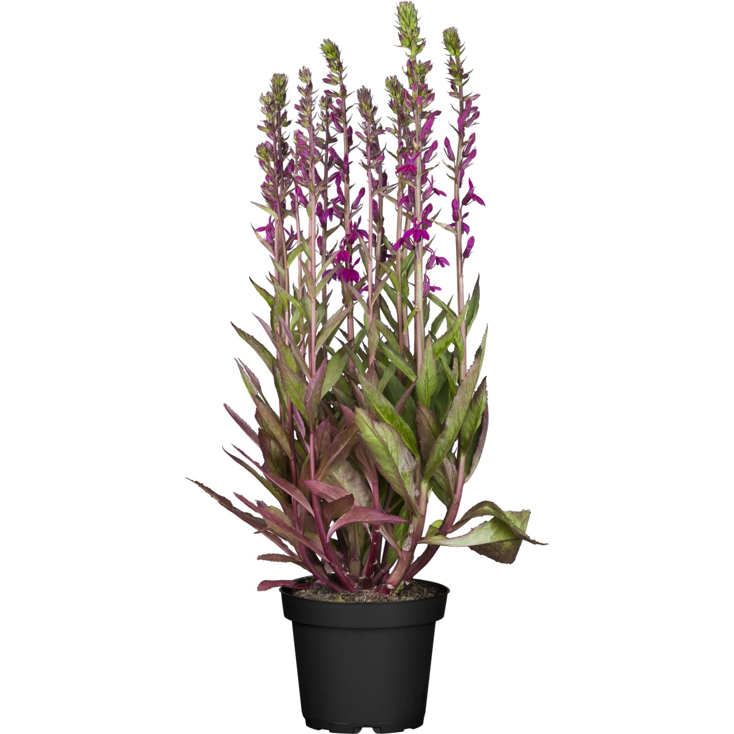 Ziersalbei im Topf, ca. 30cm hoch, mit violetten Blüten. GROW by OBI Steppensalbei.