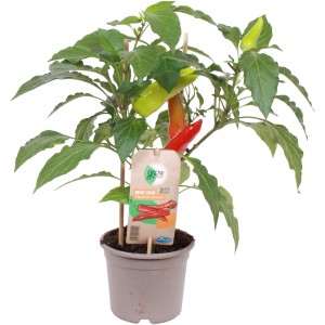 GROW by OBI Peperoni Tricolor im Topf, mit grünen, orangen und roten Schoten.