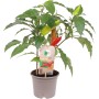 GROW by OBI Peperoni Tricolor im Topf, mit grünen, orangen und roten Schoten.