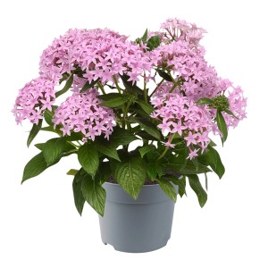 Fünfzahlstrauch Pentas Hot Spot mit rosa Blüten im Topf.