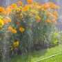 Gardena Schlauch-Regner bewässert Blumenbeet mit gelben Blumen. Gartenschlauch ist grün.