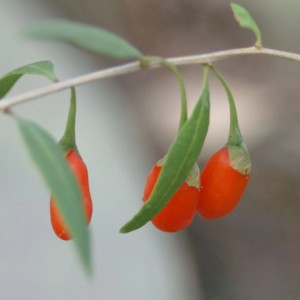 Nahaufnahme: Blu Goji-Beere mit roten Beeren und grünen Blättern.