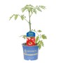 Kiepenkerl Tomate 'Diplom' im Topf, eine ertragreiche Sorte für den Garten.