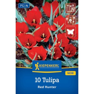 Kiepenkerl Wildtulpe 'Red Hunter', rote Blüten und grüne Blätter auf der Verpackung.