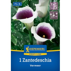 Kiepenkerl Calla Vermeer