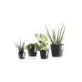 Ecopots Amsterdam Mini Pflanztöpfe, dunkelgrau, 8 cm, mit verschiedenen Zimmerpflanzen.