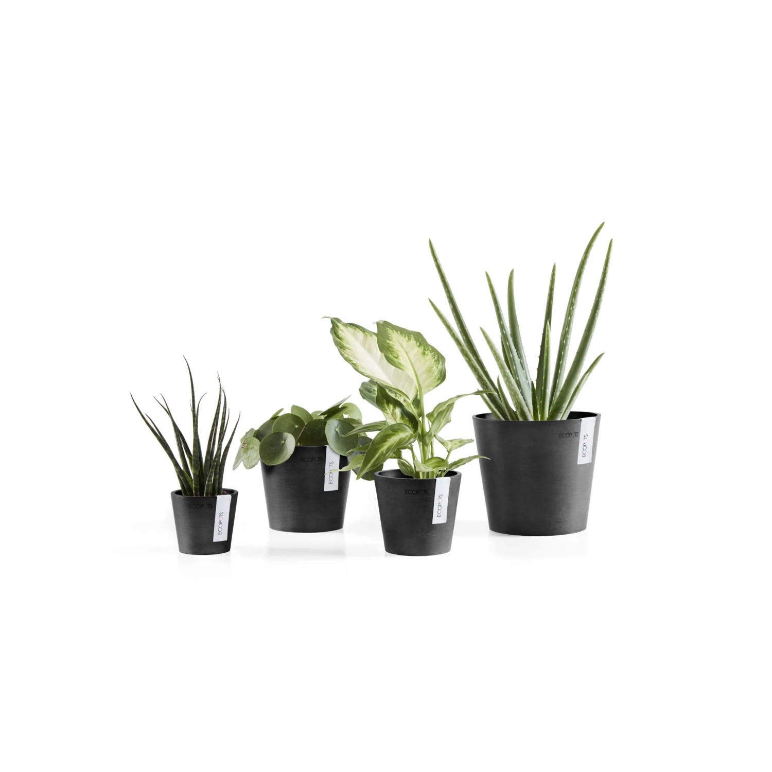 Ecopots Amsterdam Mini Pflanztöpfe, dunkelgrau, 8 cm, mit verschiedenen Zimmerpflanzen.