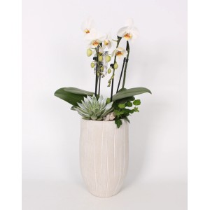 Orchideen-Arrangement im grauen Beton-Gefäß Topf-Ø ca. 19 cm