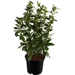 Lorbeer-Schneeball Lisarose im Topf, ca. 20-30 cm hoch, mit grünen Blättern und rosa Knospen.