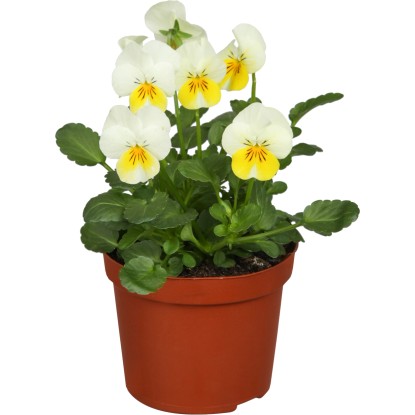 OBI Hornveilchen TopfØ ca. 11 cm Viola cornuta kaufen bei OBI