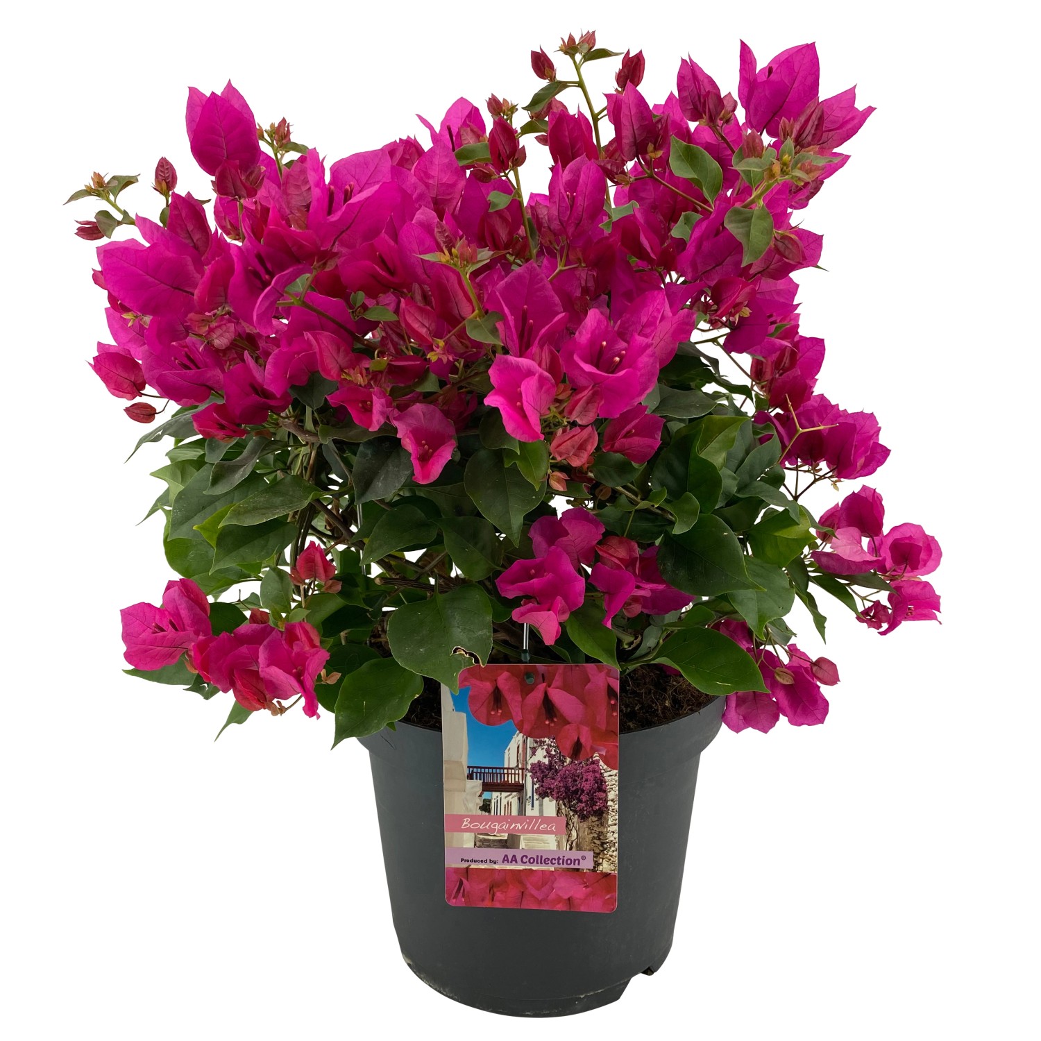 Drillingsblume Höhe ca. 55 60 cm TopfØ ca. 26 cm Bougainvillea