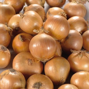 Steckzwiebeln 'Stuttgarter Riesen', 500g, goldgelb, ideal zum Pflanzen im Garten.
