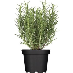 Rosmarin "Riviera" Topf-Ø ca. 12 cm Rosmarinus