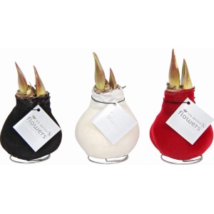 Amaryllis im Wachsmantel Topf-Ø ca. 10 cm