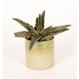 Kleine Sukkulente im Keramiktopf (Ø 6cm) als Zimmerpflanze.