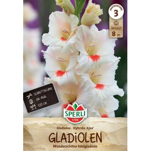 Sperli Gladiolen Ajax: Weiße Gladiole mit roter Mitte, ideal als Schnittblume.