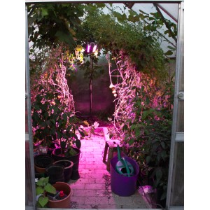 Parus LED-Pflanzenlampe im Gewächshaus mit Pflanzen unter GrowLight. Pflanzenanzucht mit 60W Lampe.