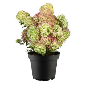 GROW by OBI Hortensie "Colourful Coctail" Höhe ca. 40-50cm Topf ca.5 l Hydrangea