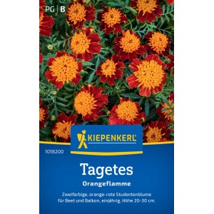 Kiepenkerl Tagetes Orangeflamme: Orange-rote Studentenblumen im Beet.