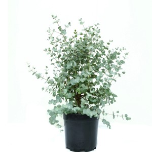 GROW by OBI Eukalyptus Azura Höhe ca. 30 -40 cm Topf ca. 5 l Eucalyptus gunnii