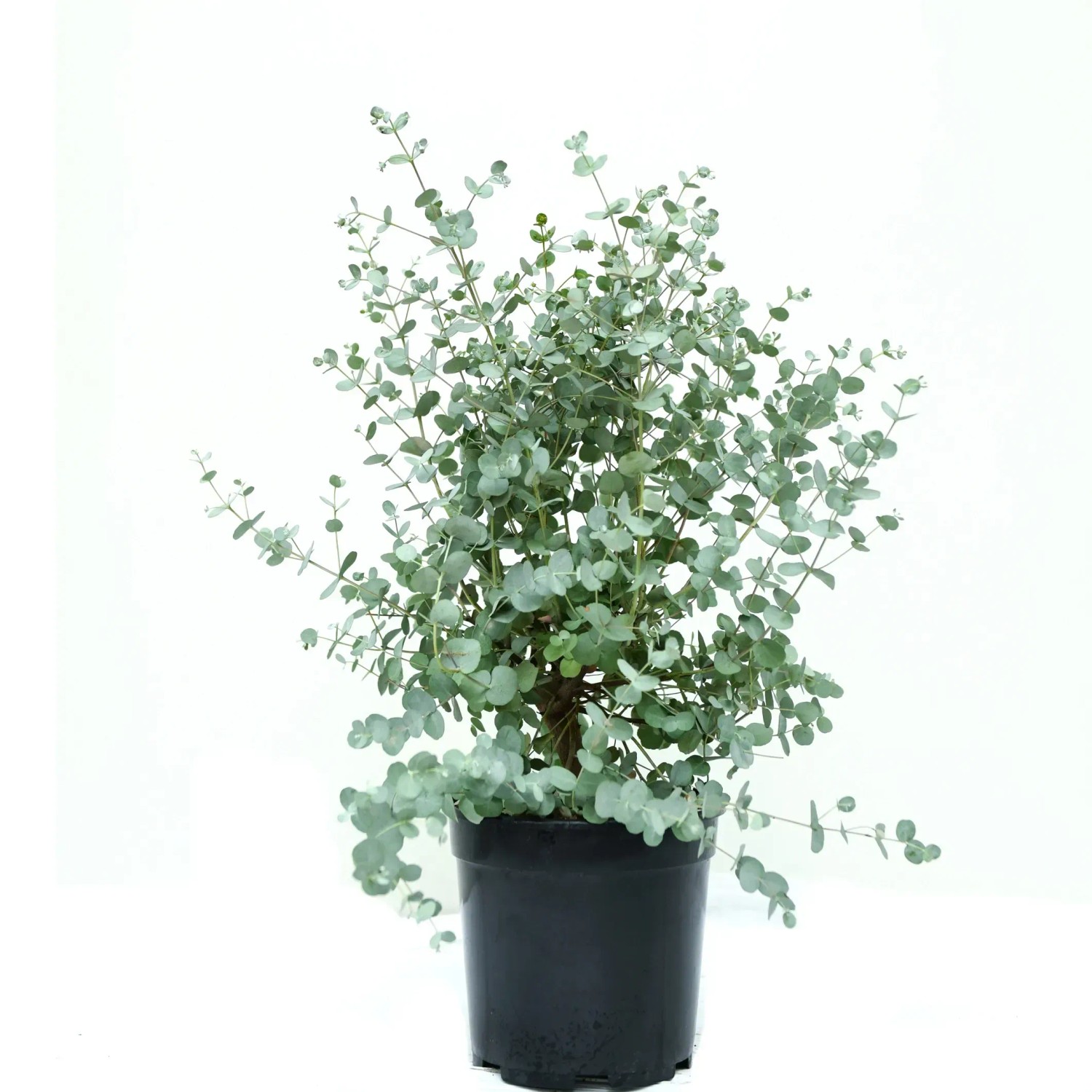 GROW by OBI Eukalyptus Azura Hhe ca. 30 -40 cm Topf ca. 5 l Eucalyptus  gunnii kaufen bei OBI