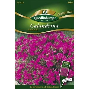 Quedlinburger Calandrina Amaranth Blumensamen-Packung mit pinkfarbenen Blüten.