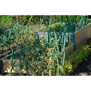 Dobar Pflanzbeet-Umrandung aus Holz, naturfarben, mit Bepflanzung im Garten.