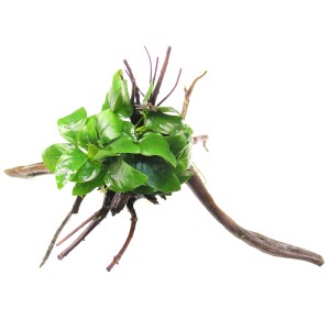 Dennerle Anubias nana Aquariumpflanze auf Spiderwoodwurzel, grüne Blätter.