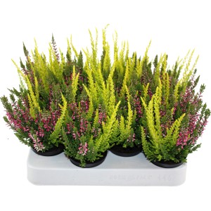 Besenheide Beauty Ladies Mini Trio im Topf, Calluna vulgaris, mit bunten Blüten und Laub.