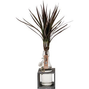 Hydroponik-Arrangement mit Dracaena Magenta im Glasgefäß auf grauem Holzsockel, Topf ca. 8 cm.