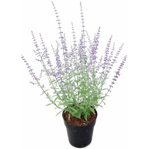 Blauraute 'Prime Time' im Topf: Silbrig-grünes Laub mit zart violetten Blüten, ca. 40 cm hoch.