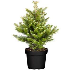 Veredelte Koreatanne "Molli" Höhe ca. 25 - 30 cm Topf ca. 4 l Abies Koreana