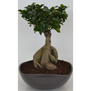 Bonsai Ficus in grauer Keramikschale, Topf ca. 27cm, Zimmerpflanze.