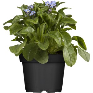 Blaues Vergissmeinnicht im Topf, eine beliebte Frühjahrsblume für Balkon und Garten.