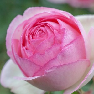 Nahaufnahme einer rosa Eden Rose 85 Beetrose mit zarten Blütenblättern.