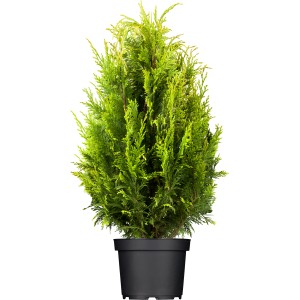 Lebensbaum "Smaragd" Set à 15 Stück Höhe ca. 60 - 80 cm Thuja occidentalis