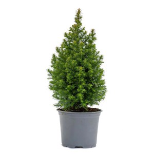 Scheinzypresse "Spitzbergen" Höhe 25-35 cm Topf Ø 9 cm Chamaecyparis thyoides