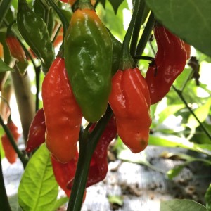 GROW Geisterchili (Capsicum annuum) mit roten und grünen Schoten im Topf.