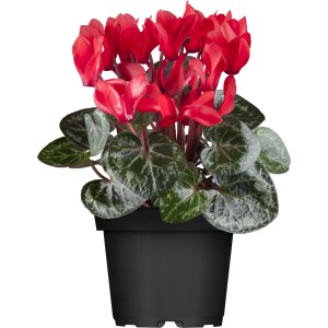 Rotes Zimmer-Alpenveilchen Silberlaub im schwarzen Topf, Topf-Ø ca. 10,5 cm.