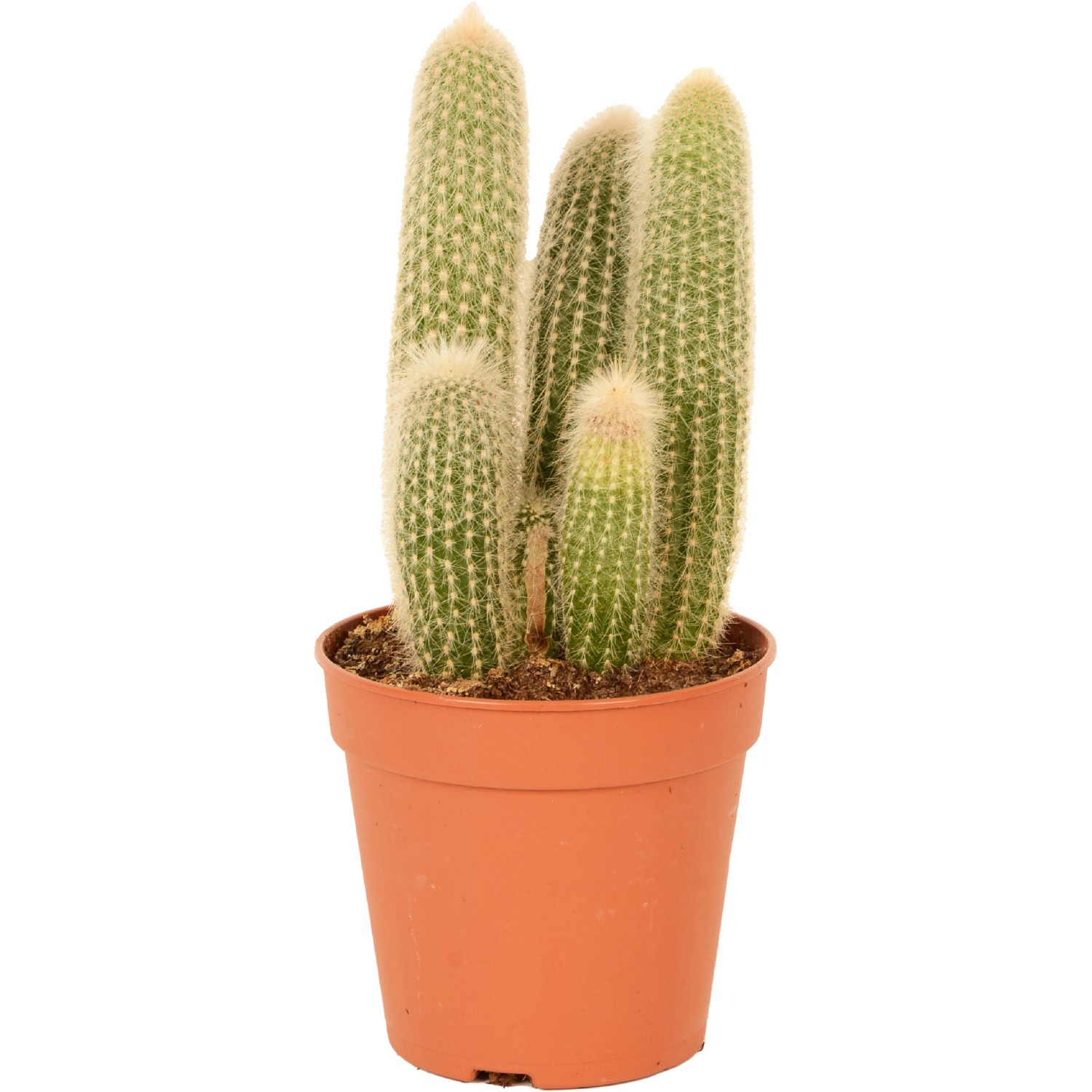 Kaktus sortiert Hhe ca. 35 cm Topf- 17 cm Cactus canarias kaufen bei OBI