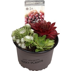 Mehrfarbige OBI Hauswurz (Sempervivum) im Topf, ca. 14 cm Durchmesser.