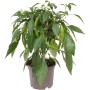 GROW by OBI Chili-Schote Hot Chili Pick & Joy im Topf, mit grünen Schoten und Blättern.