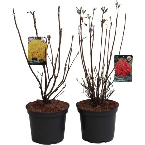 Duftrhododendron im Topf, ca. 15-30 cm hoch, mit gelben und roten Blüten.